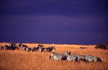 zebra masai mara